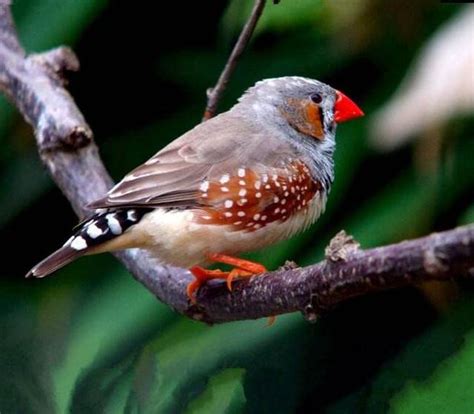 珍珠鳥幼鳥|錦花鳥飼育：繁殖及疾病須知 – 寵物百科